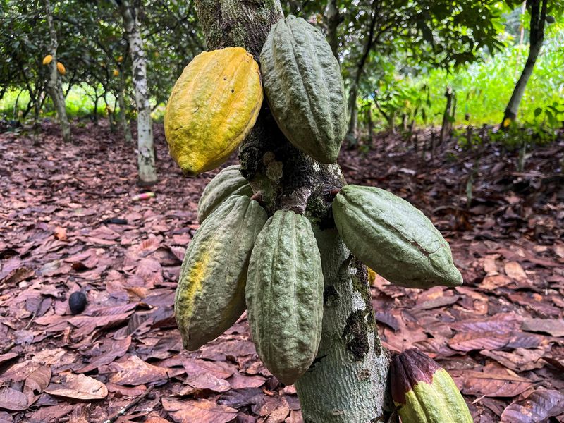 &copy; Reuters. Cocoa pods are seen at a cocoa farm in Daloa, Ivory Coast October 2, 2023. REUTERS/Ange Aboa/ File Photo