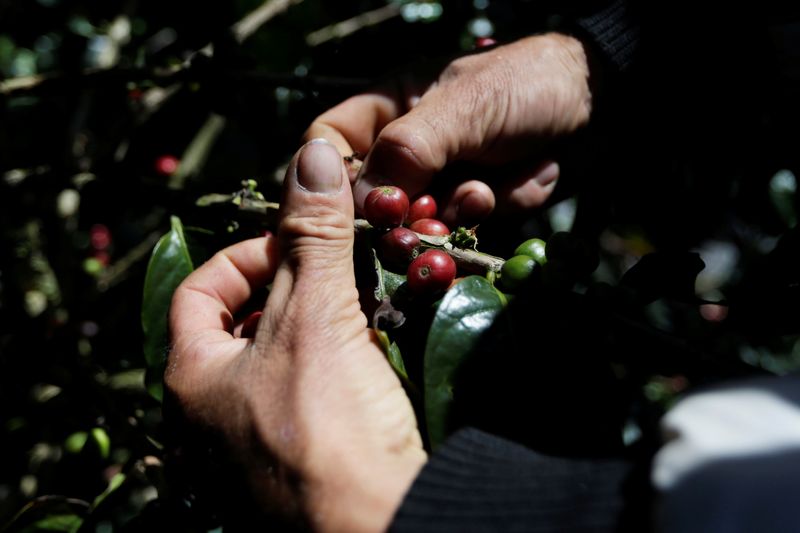 &copy; Reuters. Produtor seleciona grãos de café em Chinchina
22/11/2018
REUTERS/Luisa Gonzalez