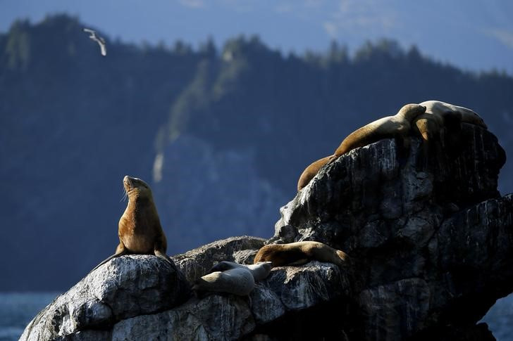 © Reuters. FILE PHOTO: Kenai Fjords National Park in Seward, Alaska. REUTERS/Jonathan Ernst/File Photo