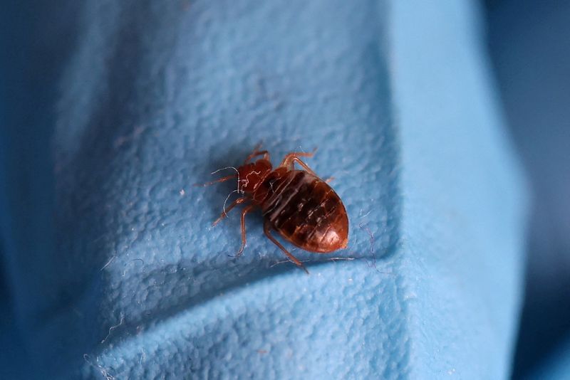 &copy; Reuters. FILE PHOTO: A bed bug is seen on a glove of a biocide technician from the company Hygiene Premium who treats an apartment against bedbugs in L'Hay-les-Roses, near Paris, France, September 29, 2023. REUTERS/Stephanie Lecocq/File Photo