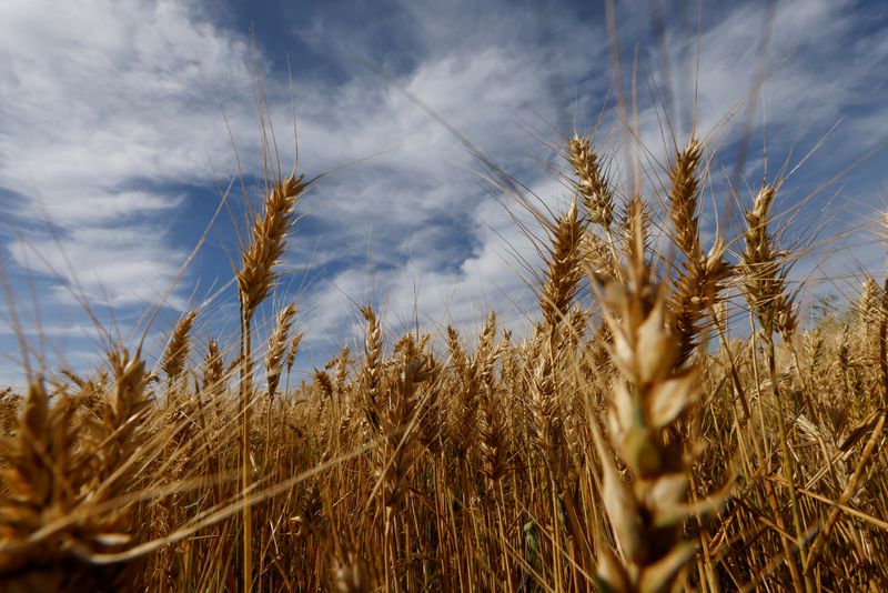 &copy; Reuters. FOTO DE ARCHIVO: Una vista general muestra los cultivos de trigo que se cosecharán en Arapongas, Brasil. 6 de julio, 2022. REUTERS/Rodolfo Buhrer/Archivo