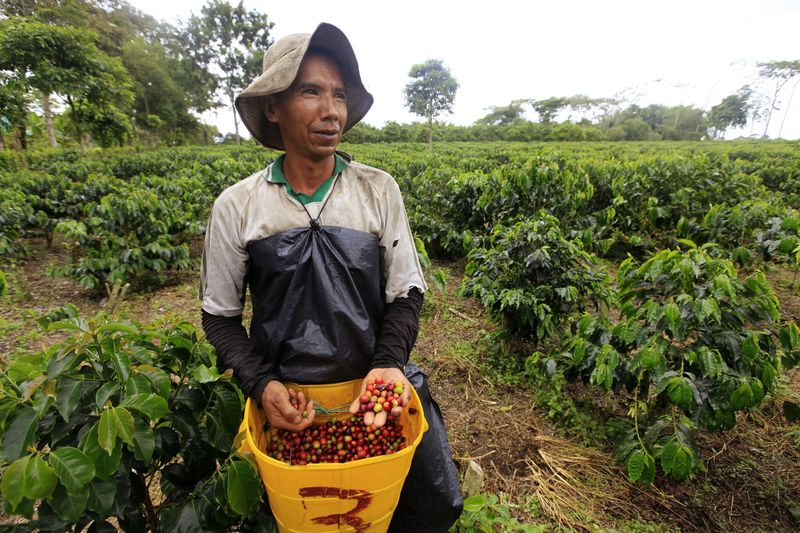 &copy; Reuters. Trabalhador rural em lavoura de café na Colômbia
12/08/2011
REUTERS/José Miguel Gómez