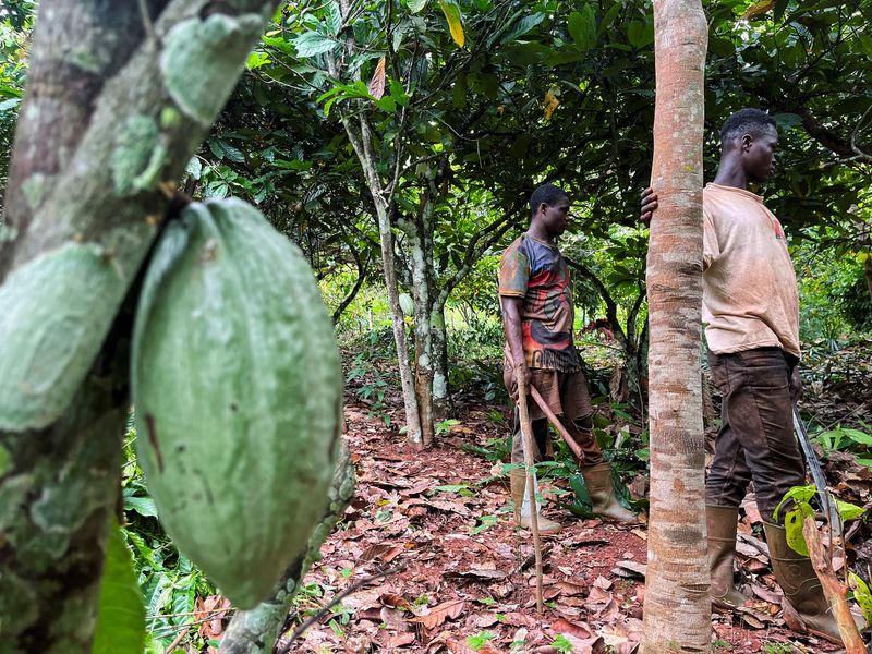 &copy; Reuters. Plantação de cacau, em Daloa, Costa do Marfim
03/10/2023
REUTERS/Ange Aboa