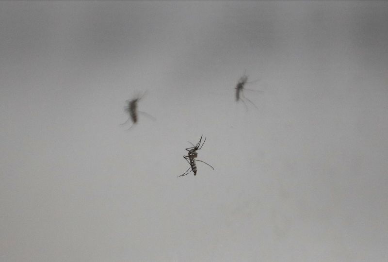 Scientists infect volunteers with Zika in hunt for vaccines, treatments