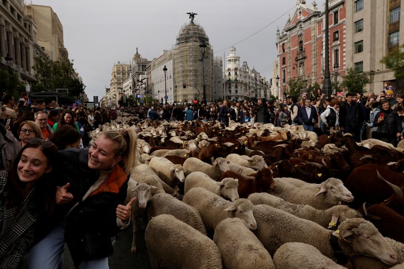 &copy; Reuters. Ovelhas passeiam pelas ruas de Madri em antiga rota de pastoreio
22/10/2023
REUTERS/Susana Vera
