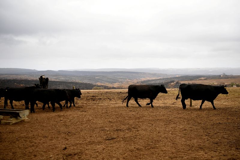 &copy; Reuters. FILE PHOTO: Cattle at a farm on Kangaroo Island, Australia January 20, 2020. REUTERS/Tracey/File Photo