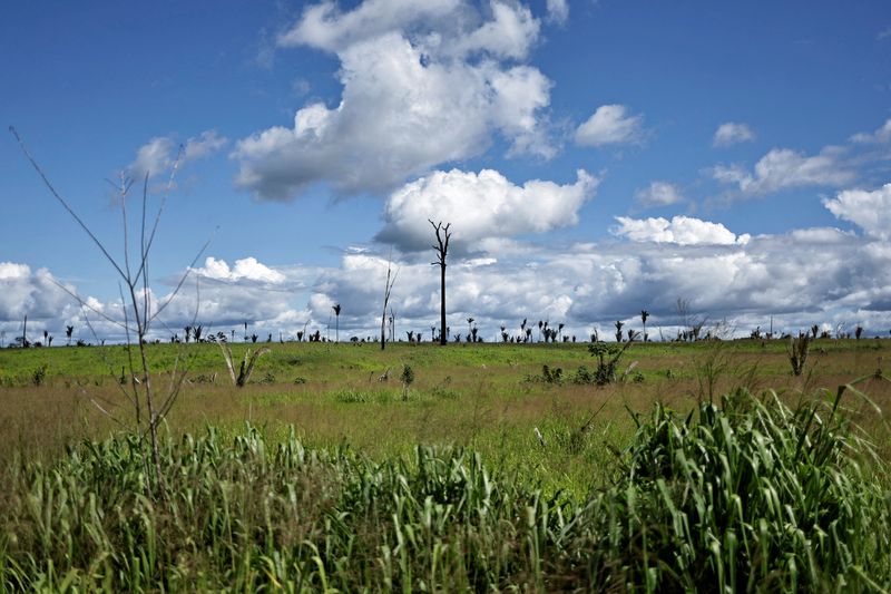 &copy; Reuters. Vista de pasto em área desmatada da floresta amazônica no Pará
19/01/2023 REUTERS/Ueslei Marcelino