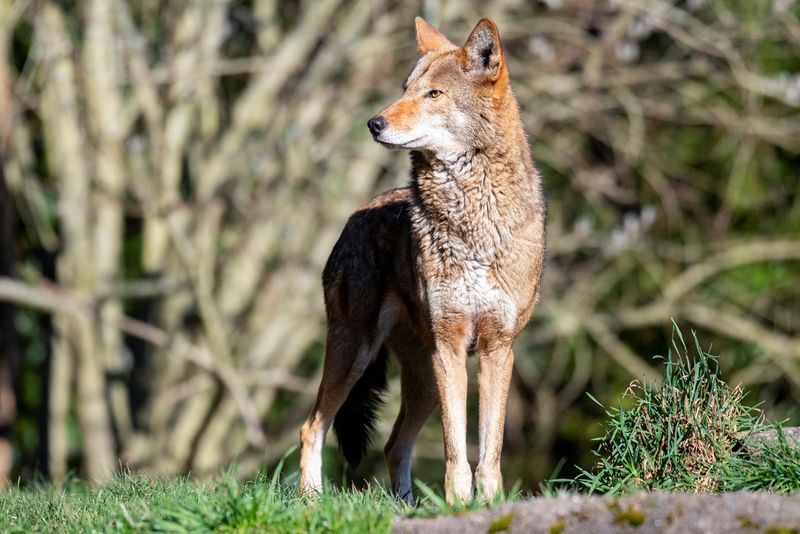 US zoo saving endangered red wolf, one dental checkup at a time