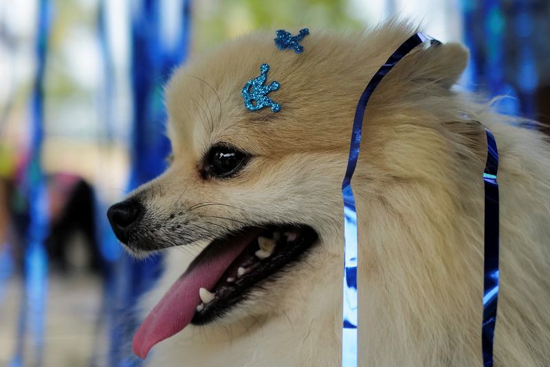 &copy; Reuters. Pet durante celebração de carnaval no "Blocão", Rio de Janeiro, Brasil
18/2/2023 REUTERS/Lucas Landau