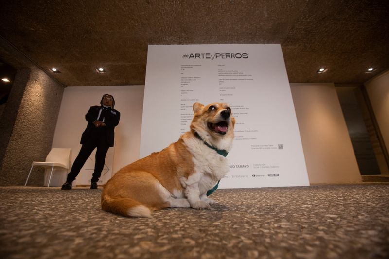 &copy; Reuters. Un perro sentado frente a un poema durante la exposición "Arte y Perros" en el Museo de Arte Contemporáneo Rufino Tamayo, en Ciudad de México, México, 21 de octubre, 2023. REUTERS/ Quetzalli Niche-Ha