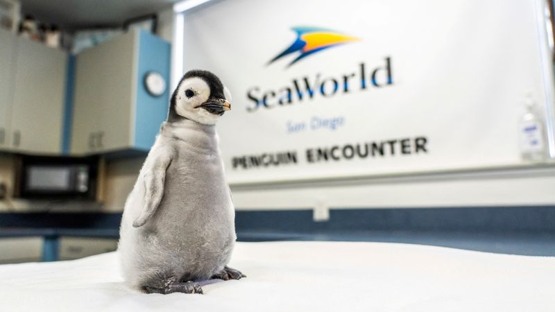 &copy; Reuters. Novo filhote de pinguim-imperador no SeaWorld em San Diego, Califórnia
25/10/2023
Kyle Williams/Seaworld San Diego/Divulgação via REUTERS