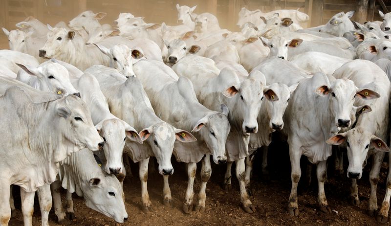 © Reuters. Zebu cattle are seen in a farm in Paulinia, Brazil June 30, 2017. REUTERS/Paulo Whitaker