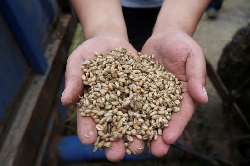 &copy; Reuters. FILE PHOTO: A farmer holds harvested wheat grains at a field in Zhumadian, Henan province, China June 5, 2023. REUTERS/Ningwei Qin/File Photo