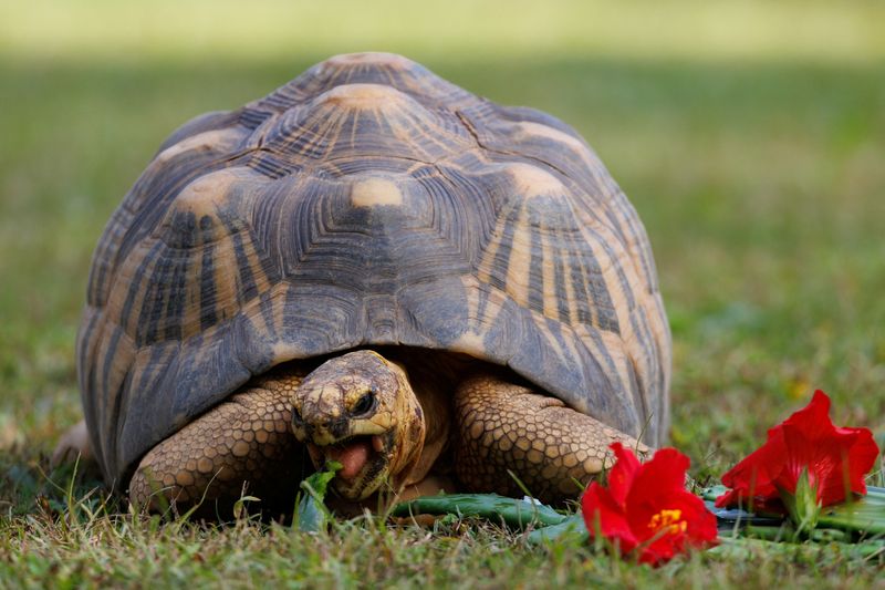 © Reuters. A critically endangered radiated tortoise, who was confiscated in 1998 and named Ninja, is shown eating at the Los Angeles zoo as the U.S. Fish and Wildlife Service and the Association of Zoos and Aquariums announce the launch of the Wildlife Confiscations Network in southern California in Los Angeles, California, U.S.,October 27, 2023. REUTERS/Mike Blake