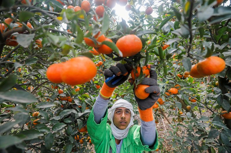 &copy; Reuters. FILE PHOTO: A worker collects oranges harvested at a farm in El Nobaria, northeast of Cairo, Egypt December 23, 2020. Picture taken December 23, 2020. REUTERS/Mohamed Abd El Ghany/File Photo