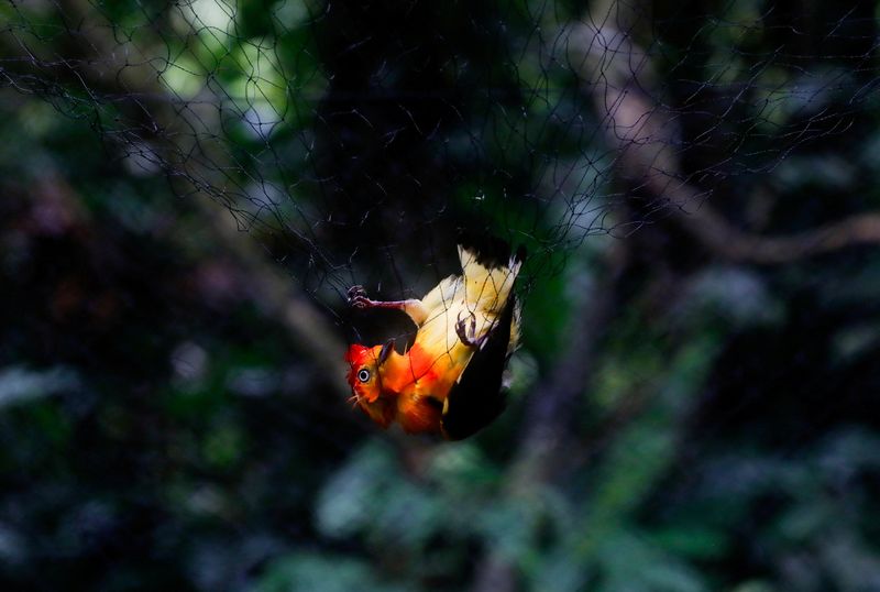 &copy; Reuters. FOTO DE ARCHIVO: Un pájaro es atrapado en un nido de niebla instalado en el bosque para capturar pequeños animales mientras se investigan signos de contaminación por mercurio en la Estación Biológica Los Amigos, en Los Amigos, en la región Madre de 