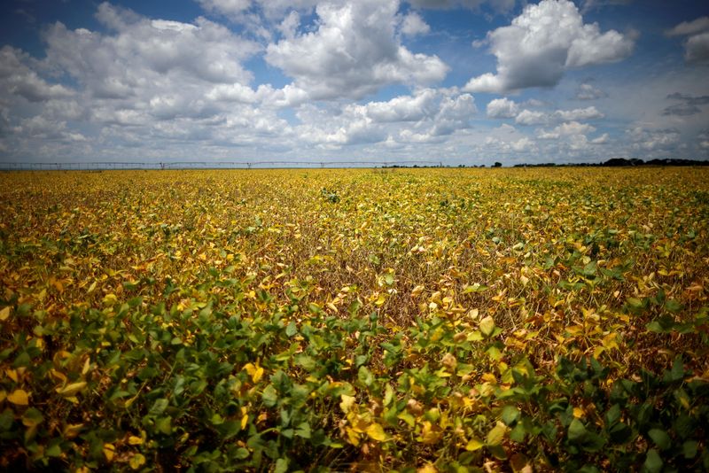 &copy; Reuters. FILE PHOTO: Soybeans are harvested at a farm in Luziania, state of Goias, Brazil February 9, 2023. REUTERS/Adriano Machado/File Photo