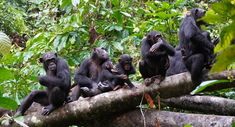 Scientists observe chimpanzees using human-like warfare tactics