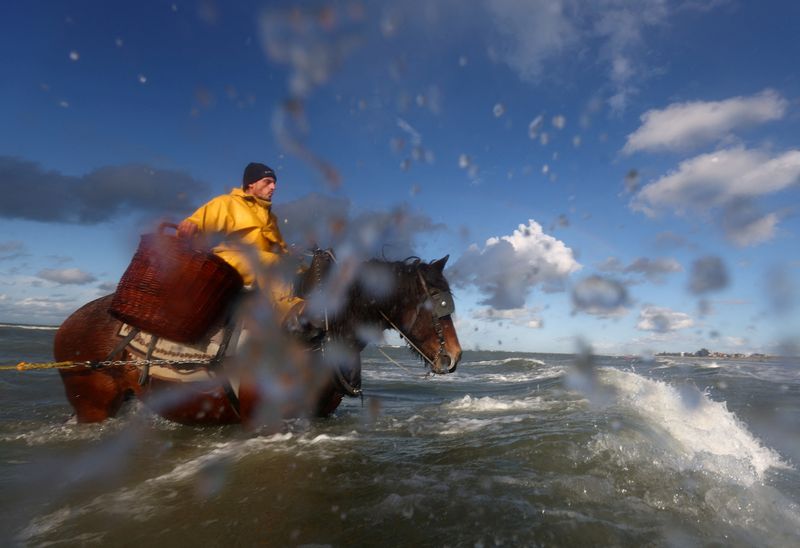 &copy; Reuters. FILE PHOTO: Gunther Vanbleu, 49, a Belgian shrimps fisherman with 10 years of experience, rides his carthorse named Martha to haul a net out of the sea to catch shrimps during low tide in the Belgian coastal town of Oostduinkerke, as part of the Belgian t