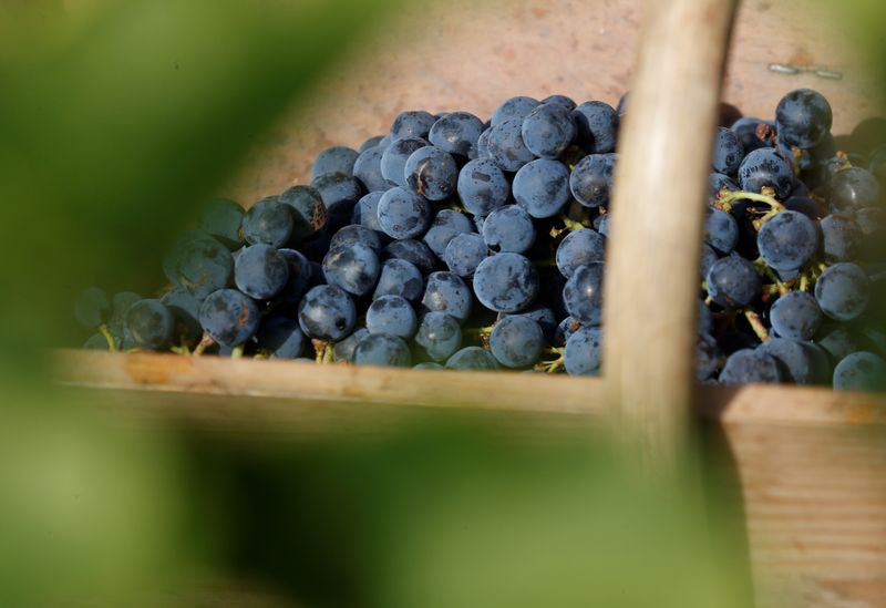 &copy; Reuters. Bunches of black grapes harvested from the vines at the Chateau Haut Brion are pictured in Pessac, near Bordeaux, France, September 18, 2019. REUTERS/Regis Duvignau/File photo