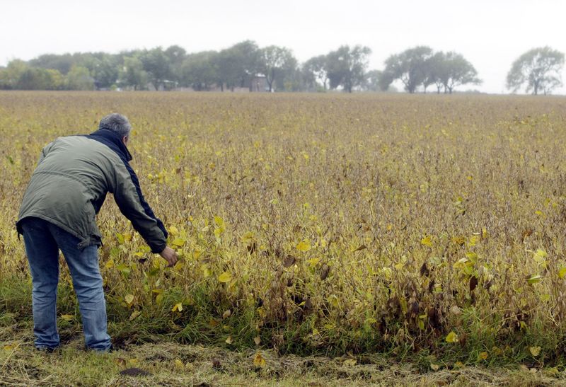 Importaciones soja UE 2023/24, estables en 3,83 millones de toneladas al 2 de noviembre