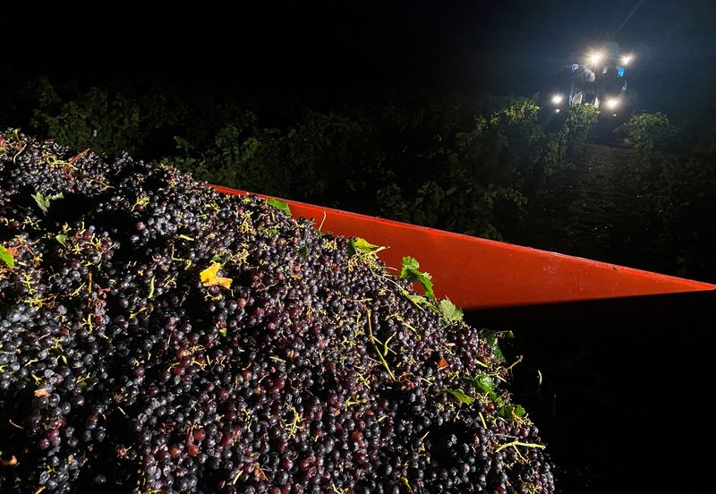 &copy; Reuters. Uva rossa in un camion mentre una macchina per la raccolta dell'uva attraversa un vigneto durante una vendemmia notturna a Valvigneres, nel dipartimento dell'Ardeche, in Francia, 23 agosto 2023. REUTERS/Clotaire Achi/File Photo