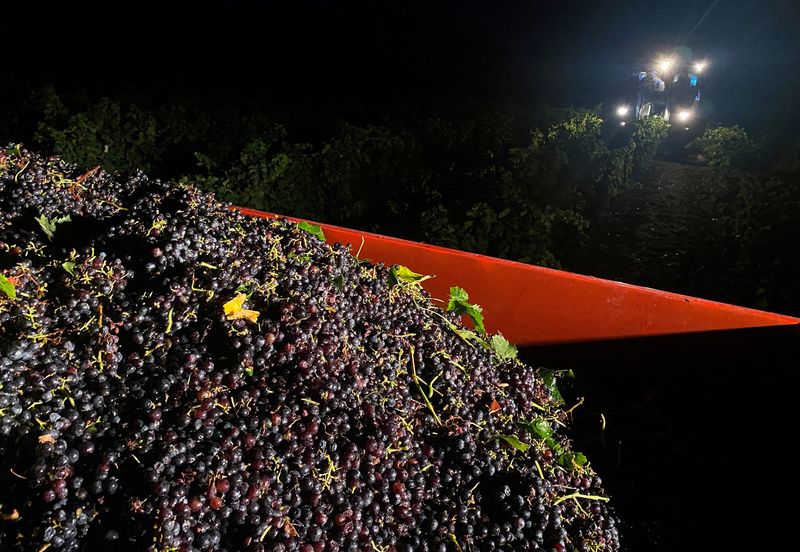 &copy; Reuters. Uvas em caminhão durante colheita em Valvigneres, em Ardeche, na França
23/08/2023 REUTERS/Clotaire Achi