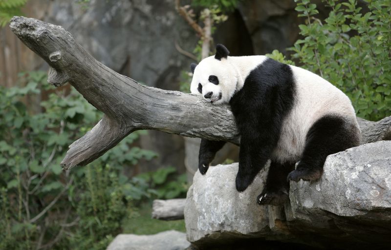 &copy; Reuters. FILE PHOTO: Giant panda Mei Xiang enjoys her afternoon nap at the National Zoo in Washington August 23, 2007. REUTERS/Kevin Lamarque - GM1DVZMKTNAA/File Photo