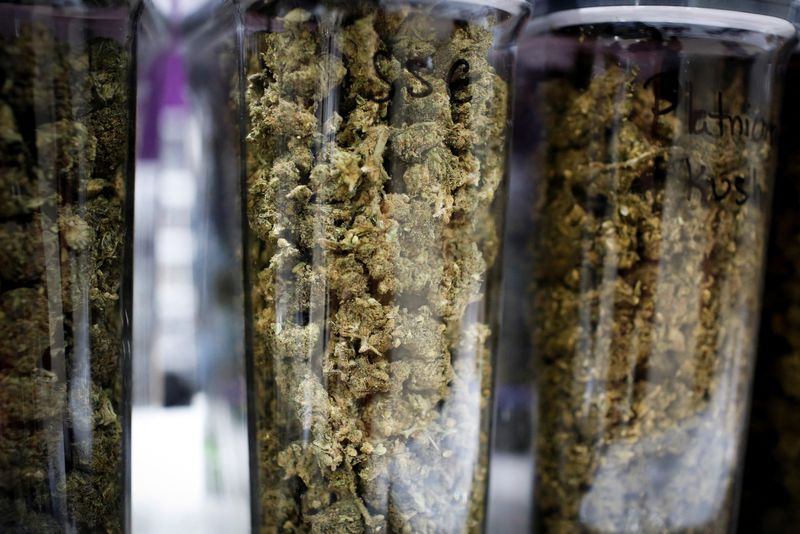 &copy; Reuters. FILE PHOTO: Cannabis buds are seen in containers during the Cannadelic Miami expo, in Miami, Florida, U.S. February 5, 2022. REUTERS/Marco Bello