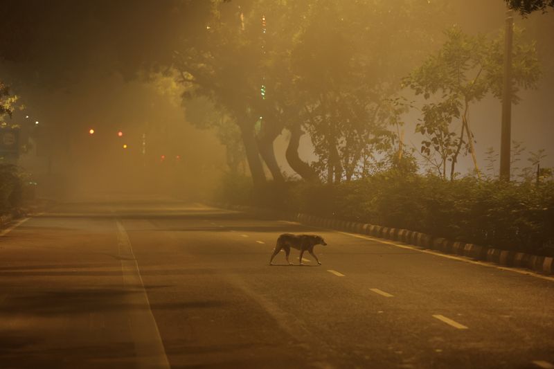 &copy; Reuters. Un perro cruza una carretera en una mañana llena de niebla tóxica en Nueva Delhi, India, 13 de noviembre de 2023. REUTERS/Anushree Fadnavis