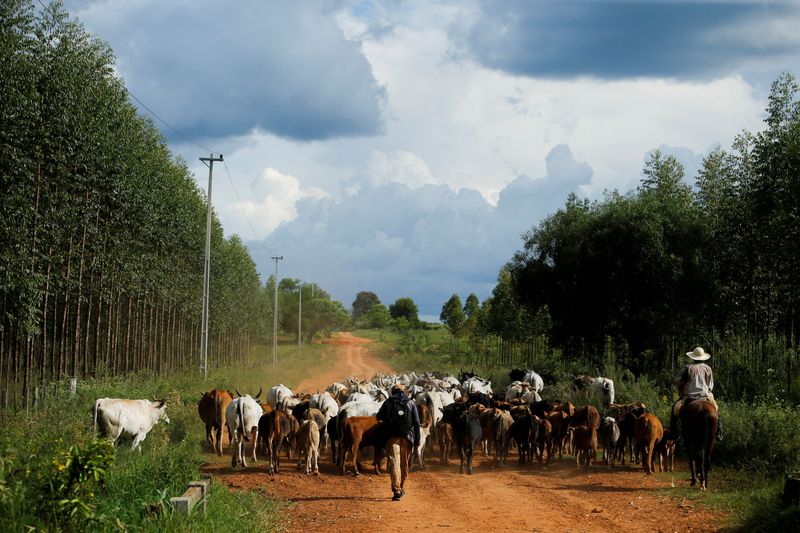 &copy; Reuters. FILE PHOTO: A cowboy herds cattle in Nueva Italia, Paraguay March 17, 2023. REUTERS/Cesar Olmedo/File Photo