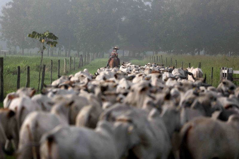 &copy; Reuters. Gado na cidade de Tailândia, no Pará. REUTERS/Pilar Olivares/File Photo