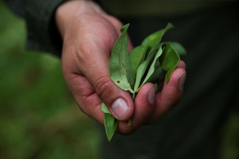 © Reuters. An anti-narcotics police officer holds a handful of coca leaves during a manual eradication operation of illicit crops in Putumayo, Colombia November 12, 2023. REUTERS/Luisa Gonzalez