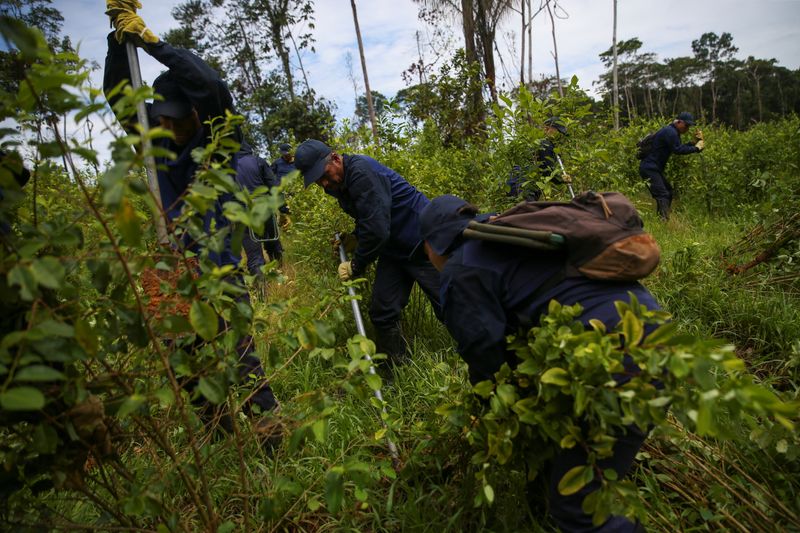 &copy; Reuters. Erradicadores contratados pelo governo colombiano trabalham arrancando manualmente plantações de folhas de coca em Putumayo, Colômbia, 12 de novembro de 2023. REUTERS/Luisa González