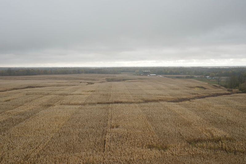 &copy; Reuters. FILE PHOTO: A cornfield on the Hodgen Farm In Roachdale, Indiana, U.S. October 29, 2019. REUTERS/Bryan Woolston/File Photo