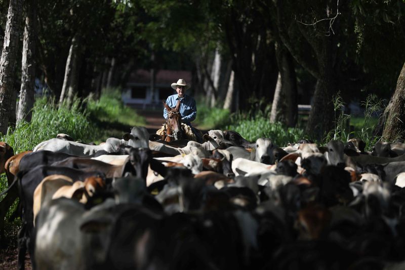 &copy; Reuters. Mauro Lúcio Costa cavalga em sua fazenda no município de Tailândia, no Pará
17/03/2020
REUTERS/Pilar Olivares