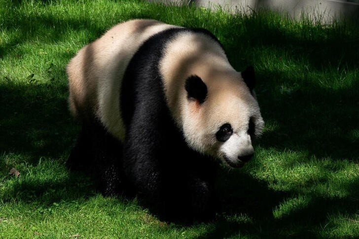 &copy; Reuters. Foto de archivo del panda gigante caminando en su cubículo en el Smithsonian National Zoo en Washington
Oct 1, 2023. REUTERS/Elizabeth Frantz 
