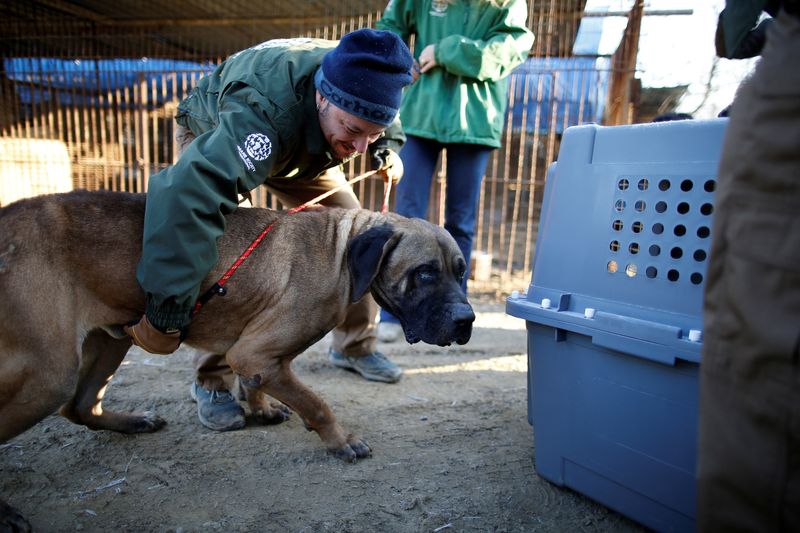 &copy; Reuters. عمال إنقاذ من جمعية الرفق بالحيوان الدولية ينقذون كلبا في مزرعة للحوم الكلاب في ونجو بكوريا الجنوبية بصورة من أرشيف رويترز.