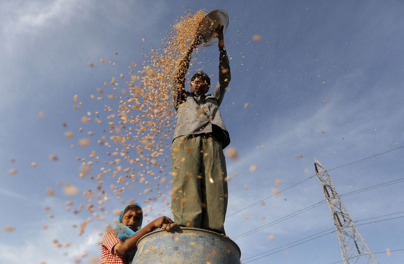 &copy; Reuters. Agricultor peneira trigo em campo na Índia