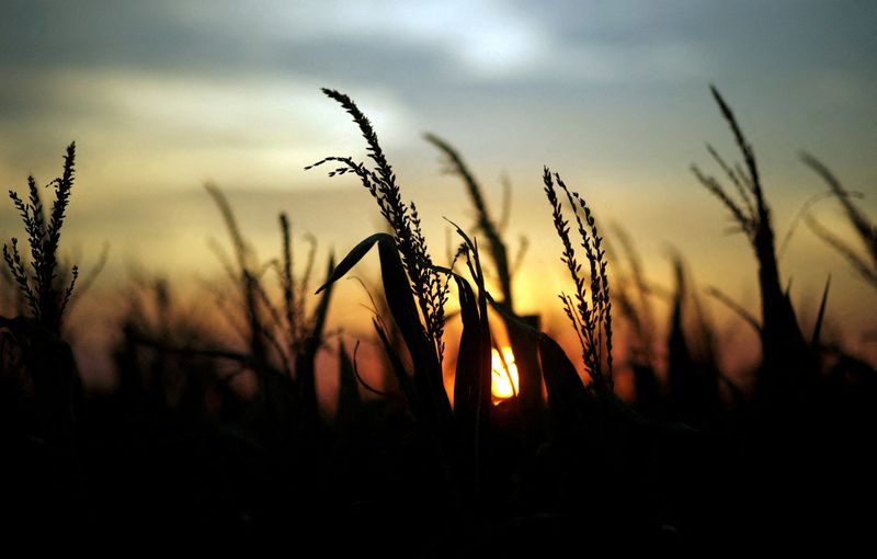 &copy; Reuters. FILE PHOTO: Corn plants are seen at sunset in a farm near Rafaela, Argentina, April 9, 2018. REUTERS/Marcos Brindicci/File Photo
