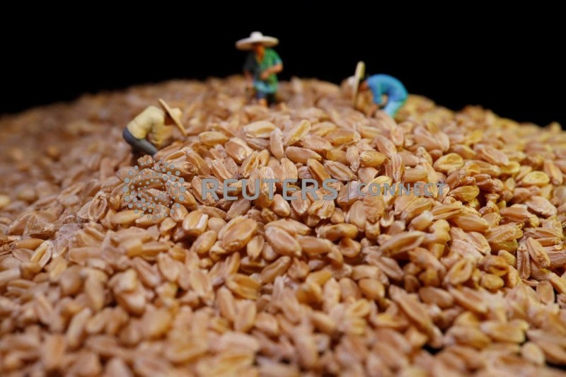 &copy; Reuters. FOTO DE ARCHIVO: Granos de trigo se muestran con miniaturas de agricultores en esta foto ilustrativa tomada el 20 de junio de 2023. REUTERS/Florence Lo/Ilustración