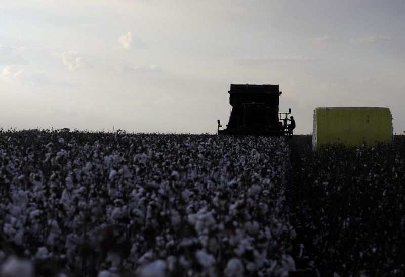 &copy; Reuters. Colheita de algodão. REUTERS/Ricardo Moraes