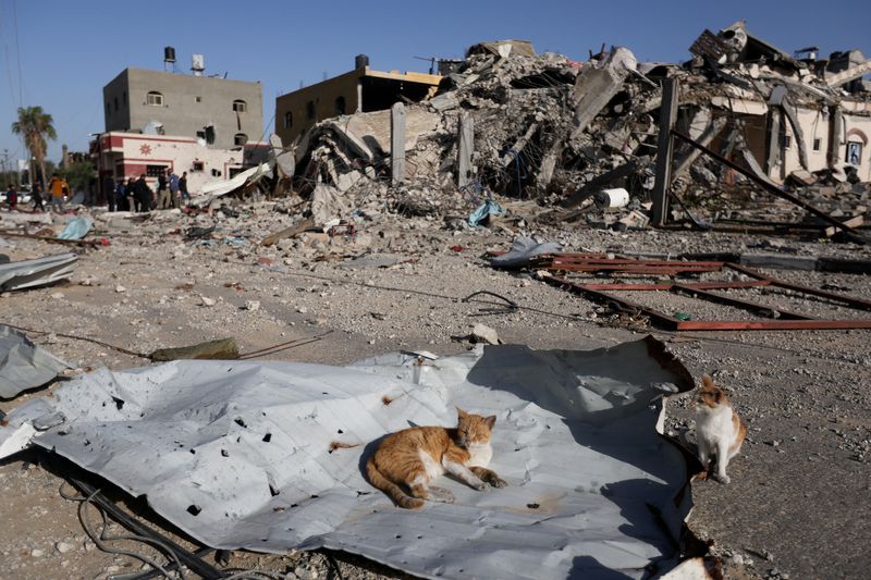 &copy; Reuters. Gatos descansan cerca de casas destruidas en un ataque israelí durante el conflicto, en medio de la tregua temporal entre Hamás e Israel, en Jan Yunis, en el sur de la Franja de Gaza. 24 de noviembre de 2023. REUTERS/Ibraheem Abu Mustafa    
