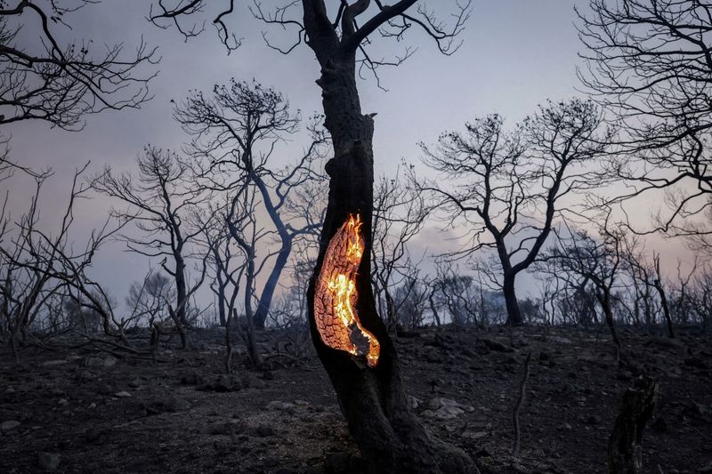 &copy; Reuters. Árvore queimada durante incêndio em Mandra, na Grécia
18/07/2023
REUTERS/Louiza Vradi