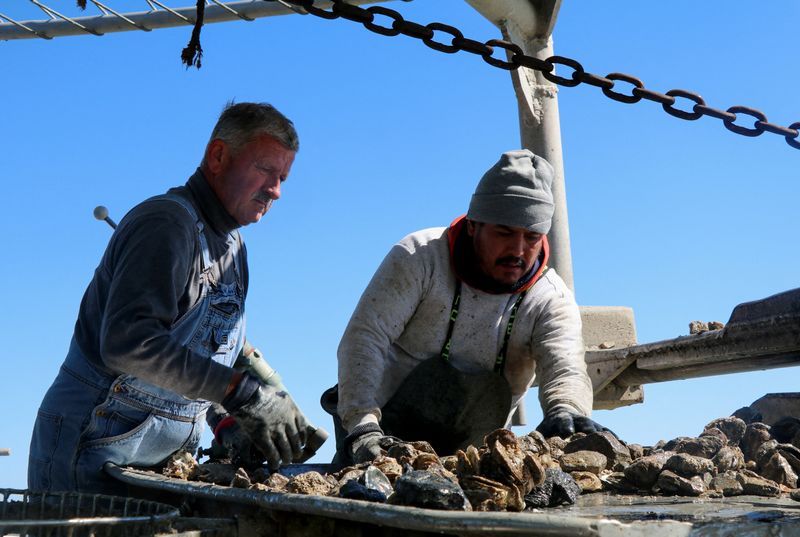 © Reuters. Oystermen Romeo Bilcic and Juan Soto Vasquez sift through rocks and shells to find oysters in Galveston Bay, Texas, U.S., November 2, 2023. REUTERS/Evan Garcia