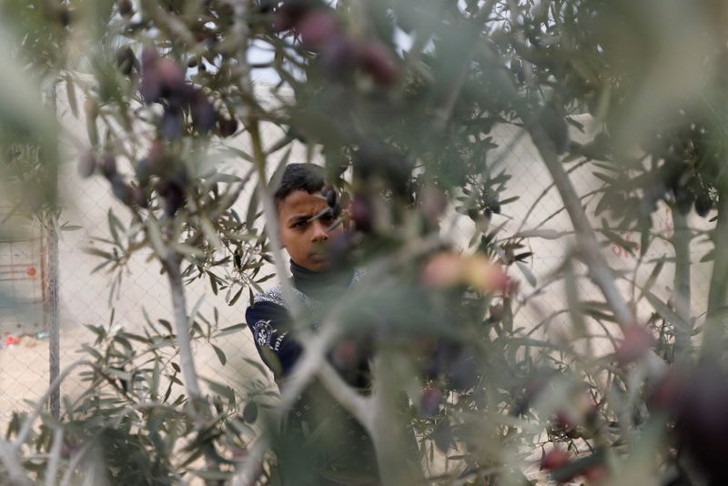 &copy; Reuters. طفل فلسطيني يجمع الزيتون في بستان خلال هدنة مؤقتة بين إسرائيل وحركة المقاومة الإسلامية الفلسطينية (حماس) في خان يونس جنوب قطاع غزة يوم الثلا