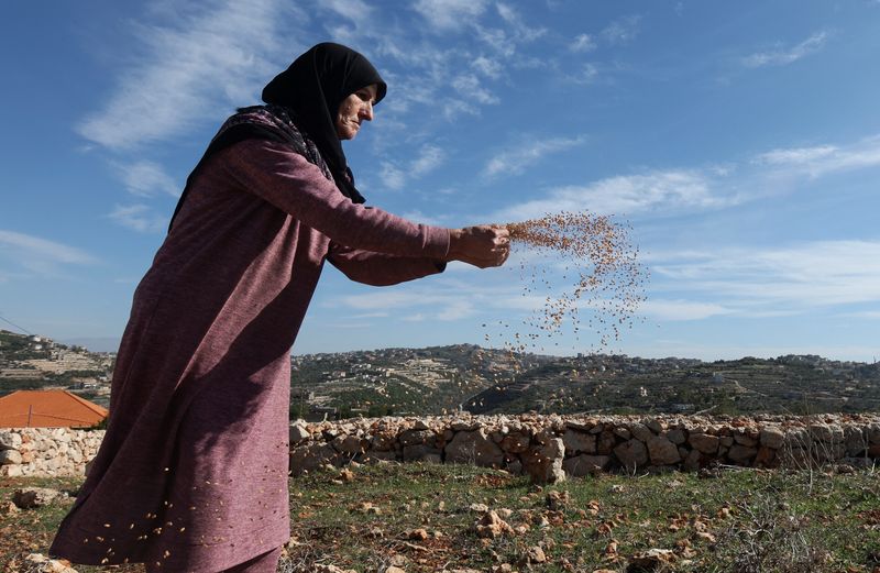 &copy; Reuters. Zaynab Suweidan espalha grãos de trigo num campo no vilarejo de Yater
30/11/2023
REUTERS/Aziz Taher