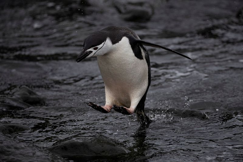&copy; Reuters. Imagen de archivo. Un pingüino de barbijo salta al agua en la Isla Nieve, Antártida. 30 de enero de 2020. REUTERS/Ueslei Marcelino