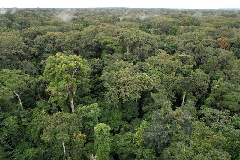 © Reuters. FILE PHOTO: An aerial view of Pongara National Park, near Libreville, Gabon October 11, 2021. REUTERS/Christophe Van Der Perre/File Photo