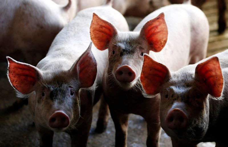 &copy; Reuters. FOTO DE ARCHIVO: Cerdos se ven en un corral en una granja en Carambei, Brasil. 6 de septiembre, 2018. REUTERS/Rodolfo Buhrer/Archivo